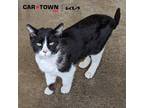 Adopt Clem a Domestic Shorthair / Mixed cat in Lexington, KY (41187461)