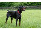 Adopt HEARACH a Brown/Chocolate - with Black Doberman Pinscher / Mixed dog in