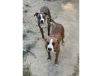 Adopt River and Batman a Brindle - with White American Pit Bull Terrier / Mixed