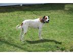Adopt Benzo a White - with Brown or Chocolate Mutt / Hound (Unknown Type) /