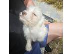 Adopt Angel a White Poodle (Miniature) / Westie, West Highland White Terrier /