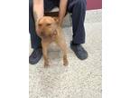 Adopt Guppy a Tan/Yellow/Fawn American Pit Bull Terrier / Mixed Breed (Medium) /
