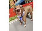 Adopt Mittens a Tan/Yellow/Fawn American Pit Bull Terrier / Mixed Breed (Medium)