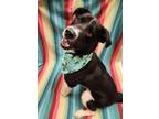 Adopt Jimbo a Black Labrador Retriever / Mixed dog in Lafayette, IN (41387485)