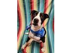 Adopt Gustavo a Black American Staffordshire Terrier / Mixed dog in Lafayette