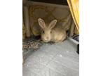 Adopt Hakuro a White Satin / Mixed (short coat) rabbit in Montreal