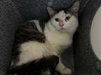 Adopt Bobcat a Gray or Blue Domestic Shorthair / Domestic Shorthair / Mixed cat