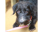 Adopt Bison a Black Terrier (Unknown Type, Small) / Mixed dog in Lihue