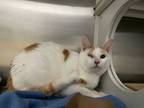 Adopt Nicky a White Domestic Shorthair / Domestic Shorthair / Mixed cat in