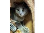 Adopt Foster a Gray or Blue Domestic Shorthair / Mixed Breed (Medium) / Mixed