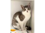 Adopt Connie a Gray or Blue Domestic Mediumhair / Domestic Shorthair / Mixed cat