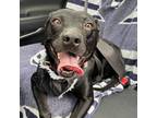 Adopt Nova a Black Labrador Retriever / Mixed dog in Bryan, TX (41255733)