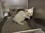 Adopt 55863814 a White Domestic Shorthair / Domestic Shorthair / Mixed cat in