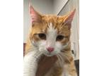 Adopt Curly a Orange or Red Domestic Shorthair / Domestic Shorthair / Mixed cat