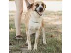 Adopt Roy (in foster) a Tricolor (Tan/Brown & Black & White) Cattle Dog / Hound