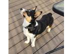 Adopt Dunkin a Black - with White Cardigan Welsh Corgi / Mixed dog in MEXICO
