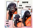 Adopt Shopie a White Labrador Retriever / Mixed dog in Caldwell, TX (41392741)