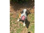Adopt Twix a Foxhound / Mixed dog in Charleston, SC (41043978)