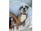 Adopt Gretsky a Foxhound / Mixed dog in Charleston, SC (41043976)