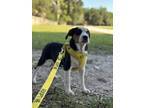 Adopt Evgeni a Foxhound / Mixed dog in Charleston, SC (41043974)