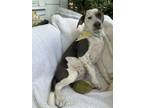 Adopt Tootsie a Foxhound / Mixed dog in Charleston, SC (41043973)