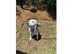 Adopt Lemieux a Foxhound / Mixed dog in Charleston, SC (41043972)