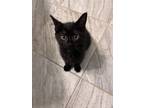 Adopt Hades a Black (Mostly) Domestic Shorthair cat in Wake Forest