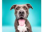 Adopt Niko (Foster-To-Adopt) a Gray/Silver/Salt & Pepper - with White Blue