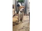 Adopt Mello a Tan/Yellow/Fawn - with White Labrador Retriever / Mixed dog in