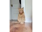 Adopt Theodore a Orange or Red Domestic Shorthair (short coat) cat in New
