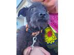 Adopt Natalie a Black Schnauzer (Miniature) / Jack Russell Terrier / Mixed dog