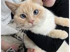 Adopt Mersadie a Tan or Fawn Himalayan / Mixed (medium coat) cat in Jenison