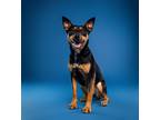 Adopt Lexi (Foster-to-Adopt a Black - with Tan, Yellow or Fawn Mixed Breed