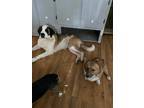 Adopt Jewels a White - with Brown or Chocolate St. Bernard / Mixed dog in