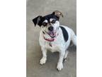 Adopt Ollie a Tricolor (Tan/Brown & Black & White) Beagle / Mixed dog in Dalton