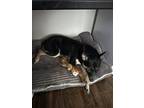 Adopt Buddy a Black German Shepherd Dog / Mixed dog in McKinney, TX (41387118)
