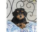 Adopt CJ a Black - with Tan, Yellow or Fawn Poodle (Standard) / Mixed dog in