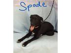 Adopt Spade a Black - with White Labrador Retriever / Mixed dog in Lebanon