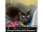 Adopt Mishi a All Black Domestic Longhair / Domestic Shorthair / Mixed cat in