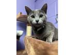 Adopt Eleanor a Gray or Blue Domestic Shorthair / Domestic Shorthair / Mixed cat