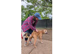 Adopt Glenda a Tan/Yellow/Fawn Mixed Breed (Large) / Mixed dog in Cincinnati