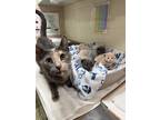 Adopt Mardi Gras a Gray or Blue Domestic Shorthair / Domestic Shorthair / Mixed