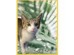 Adopt Ziggy Zeigler a Domestic Shorthair / Mixed (short coat) cat in El Dorado