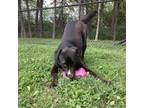 Adopt Toby a Black Labrador Retriever / Mixed dog in Springfield, MO (41132971)