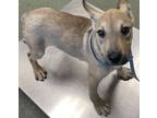 Adopt Santa Fe a Tan/Yellow/Fawn Mixed Breed (Medium) / Mixed dog in San Marcos