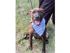 Adopt Otto a Labrador Retriever / Mixed dog in Darlington, SC (41392556)