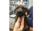 Adopt Otto a Labrador Retriever / Mixed dog in Darlington, SC (41392556)