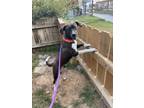 Adopt Zinny a Labrador Retriever / Mixed dog in Darlington, SC (41390899)