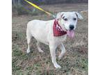 Adopt Bandit (Foster-To-Adopt) a White - with Black Dalmatian / Mixed Breed