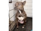 Adopt Canela a Brown/Chocolate - with Black American Pit Bull Terrier / Mixed